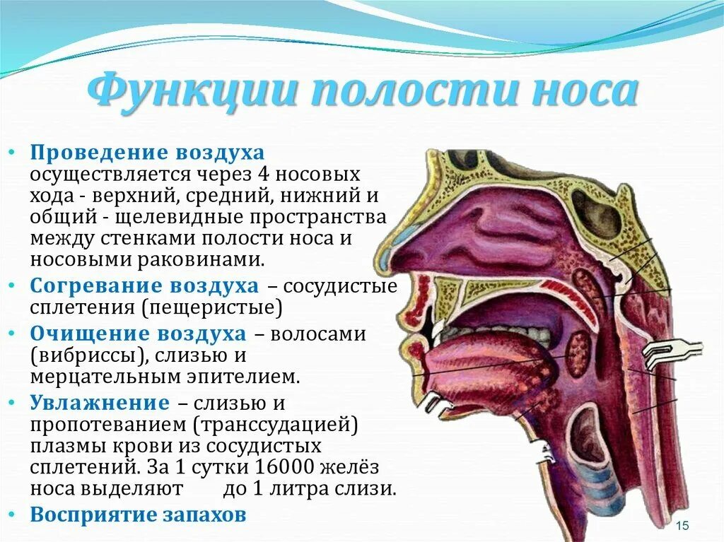 Анатомия носовой полости человека строение и функции. Основные функции носовой полости. Функции полости носа анатомия. Полость носа функции и их локализация.