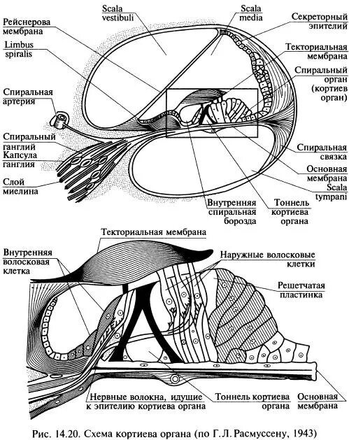 Кортиев орган слуха. Улитка Кортиев орган гистология. Кортиев орган покровная мембрана. Слуховой аппарат Кортиев орган. Строение внутреннего уха Кортиев орган.