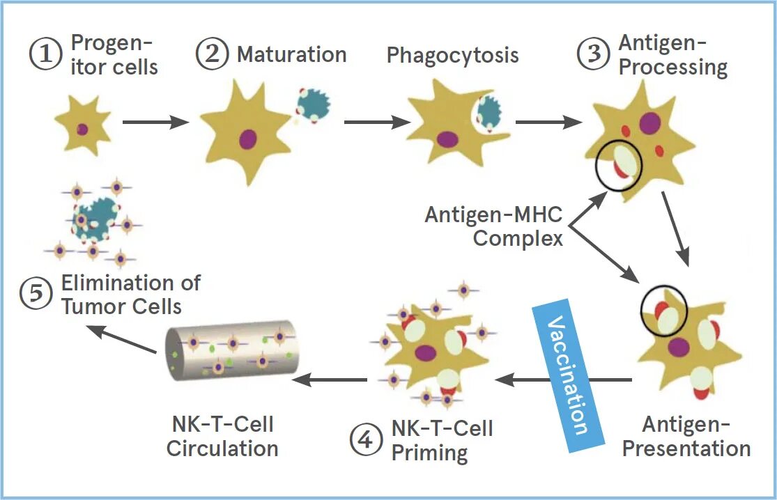 Вакцина дендритными клетками. Дендритные клетки иммунология. Дендритные клетки схема. Дендритные клетки морфология. Классификация дендритных клеток.
