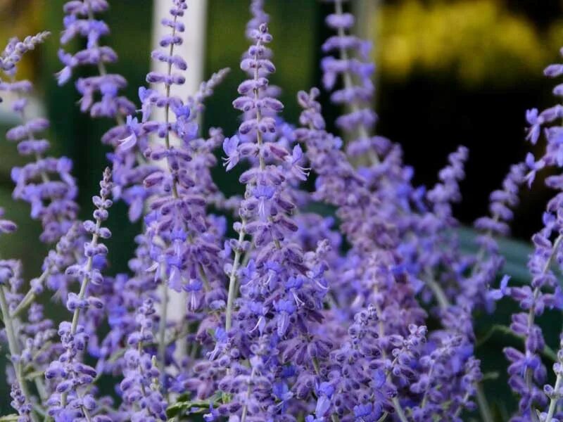 Russian plants. Перовския atriplicifolia. Перовския Лейси Блю. Перовския лебедолистная Блу Спайр. Шалфей полукустарник.