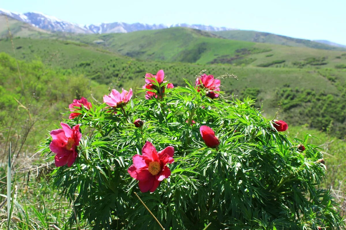 пион уклоняющий. марьин корень красный. марьин корень красный. пион уклоняющийся в коми. марьин корень красный.