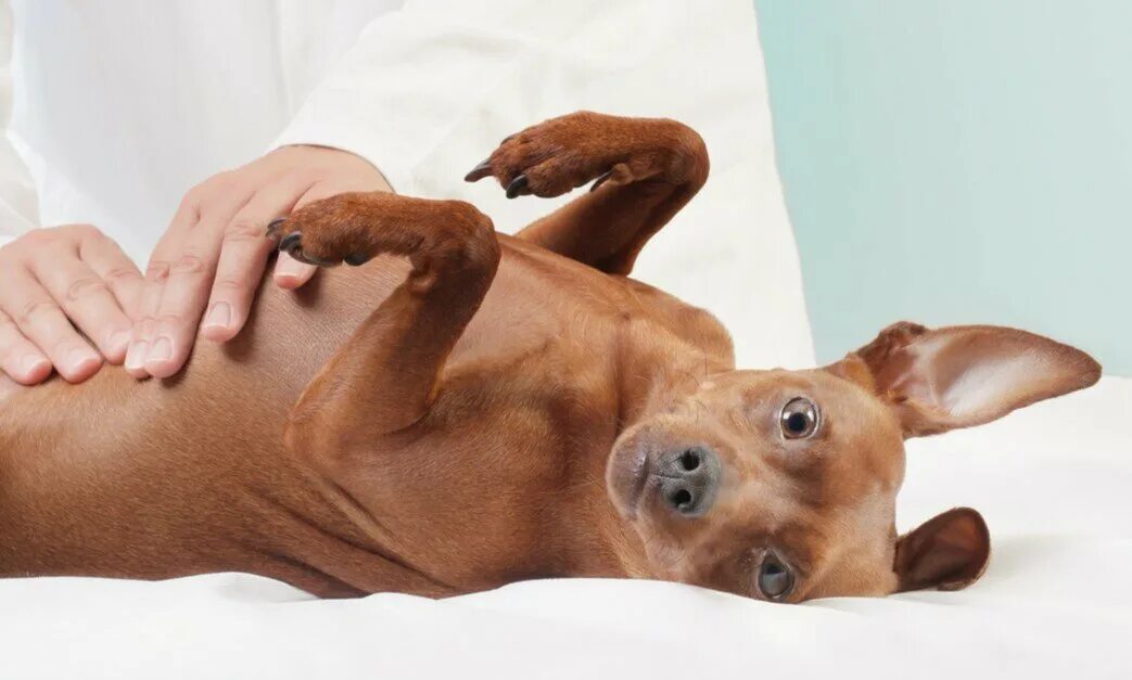 Собака животик. Собака животик. Собака животик. Печать на собаке на животе. Лабрадор 100кг.