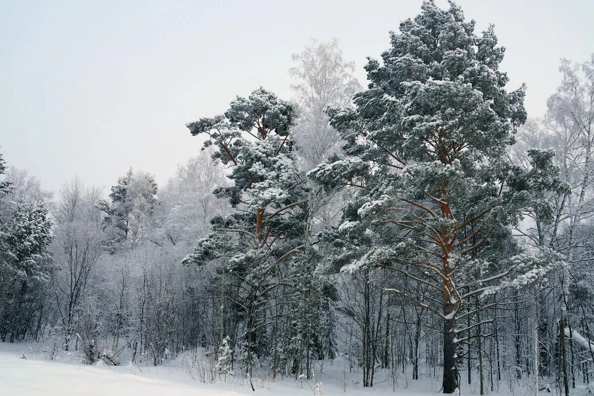 снежные деревья. снежная шубка на деревьях. все деревья в белых шубках. все деревья в белых шубках. лес в зимних шубках.