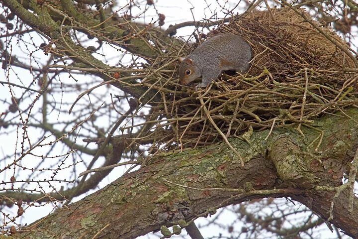 Клёст-еловик гнездо. Гнезда лесных птиц. Птичье гнездо на зимнем дереве. Зимнее гнездовье. Яйца снегиря.