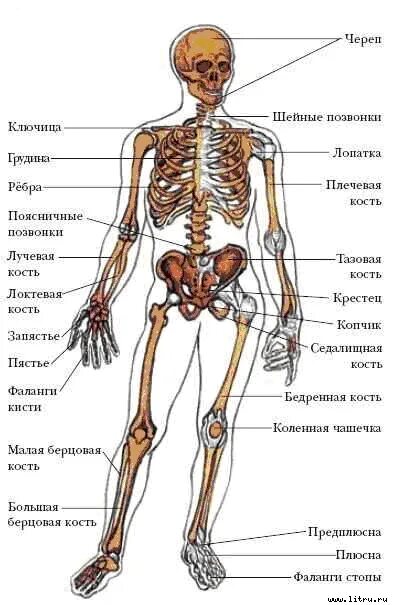 Строение человеческих костей. Анатомическое строение скелета человека. Анатомия скелета с названиями костей. Строение кости человека анатомия скелет.