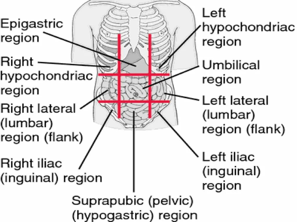 Modify region. Abdomen regions. фланк анатомия. фланга анатомия.