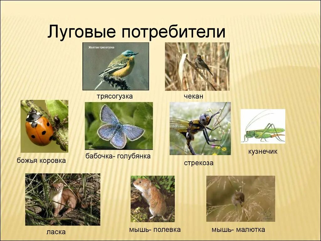 Сообщество животных луга. Луговые растения и животные. Обитатели луга животные. Жители луга животные. Сообщество луг животные и растения.