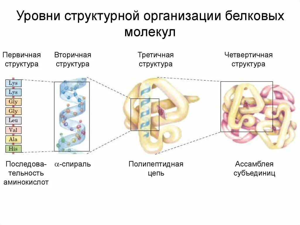 Уровни структурной организации белковой молекулы. Первичный уровень структурной организации белковой молекулы. Строение белка уровни организации белковой молекулы. Уровни организации белковой молекулы (структура белка)