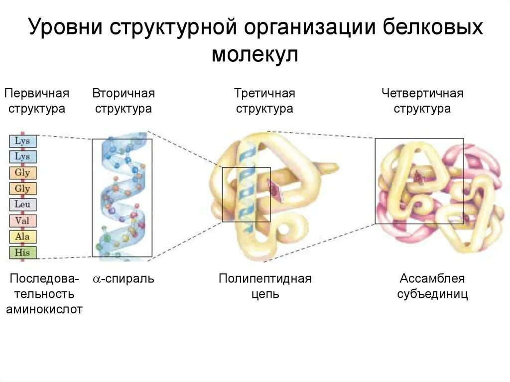 Уровни структурной организации белковой молекулы. Строение белка уровни организации белковой молекулы. Первичный уровень структурной организации белковой молекулы. Строение и функции белков уровни организации белковой молекулы. Молекула белка уровни организации белковой молекулы