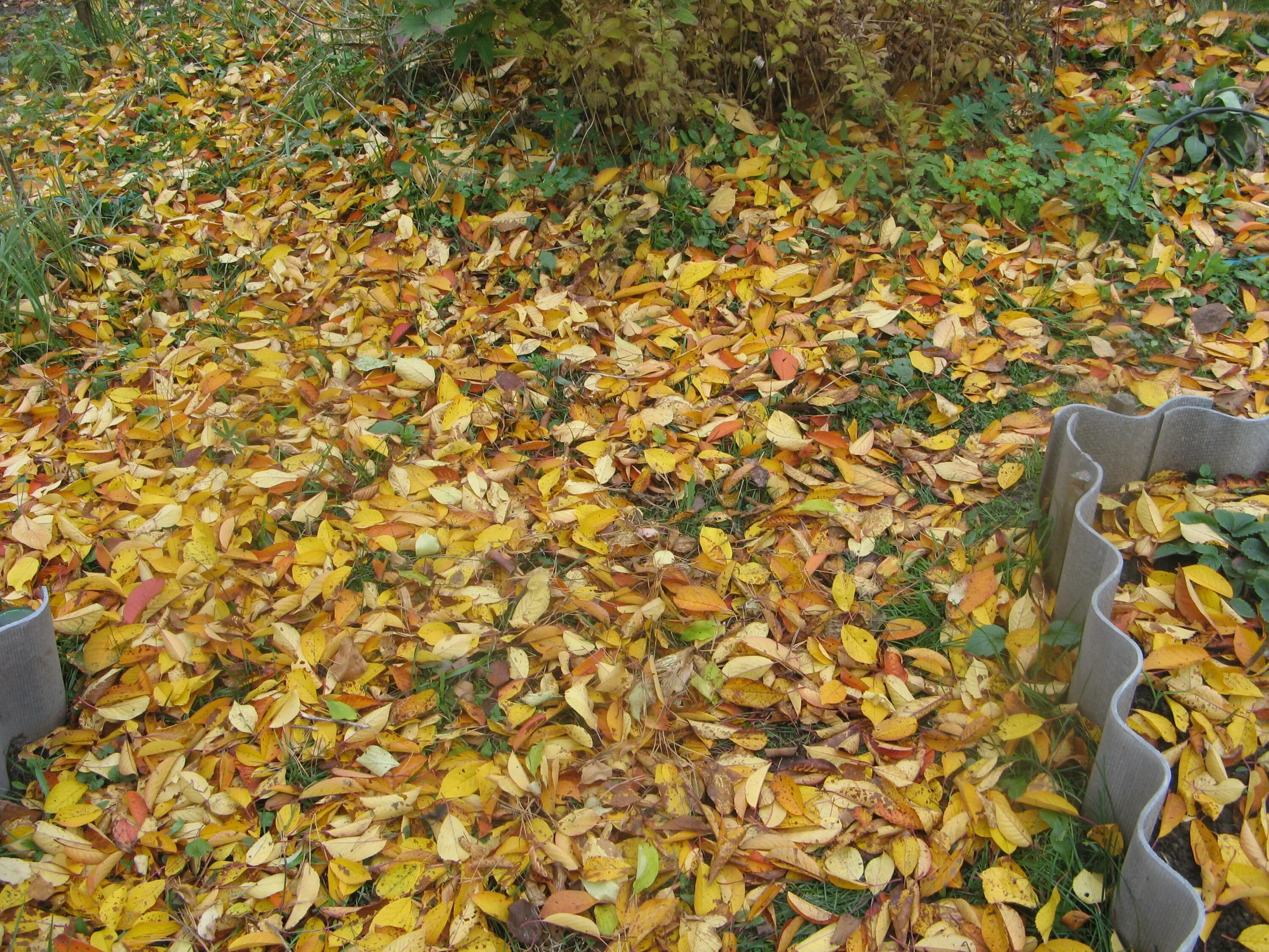 Нужно ли убирать листву. Опавшая листва. Листва на участке. Опавшие листья на участке. Опадение листьев.