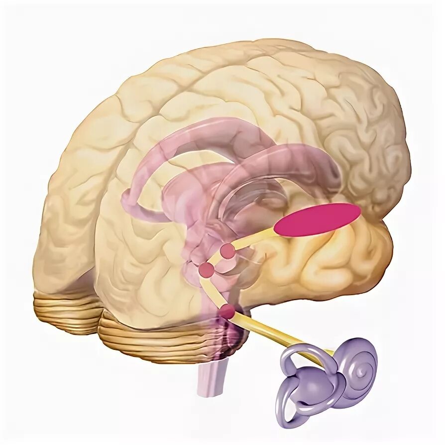 Слуховой нерв в мозге. Слуховой нерв латеральная петля. Извилина Гешля. Центральные слуховые расстройства картинки.