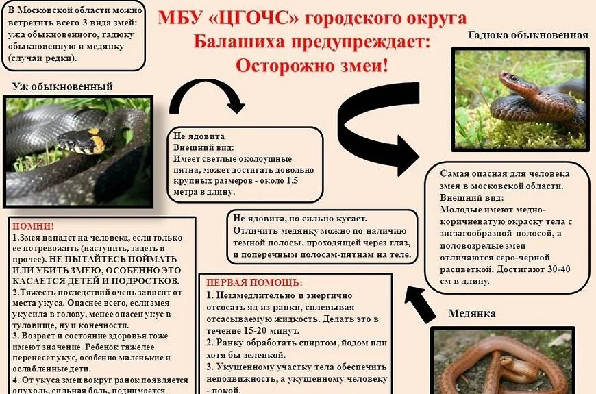 Гадюка и уж различия. Сходства ужа. Гадюка и уж сходство и различия. Гадюка и уж сходство и различия. Змеи ужи и гадюки.