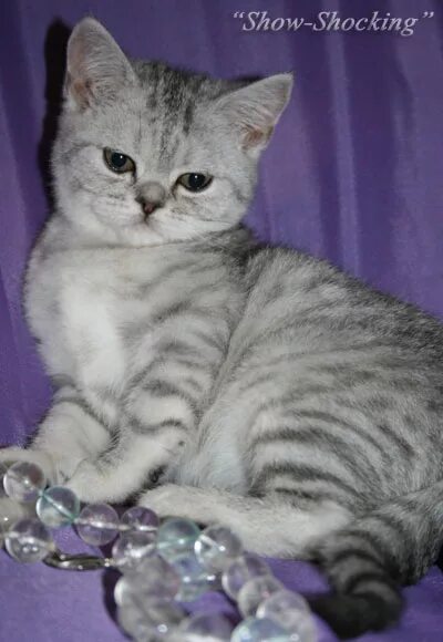 Lidija bacic lille 2004. Jessy sally. Jessy sally. Шоу шок коробка. Clement 2001.