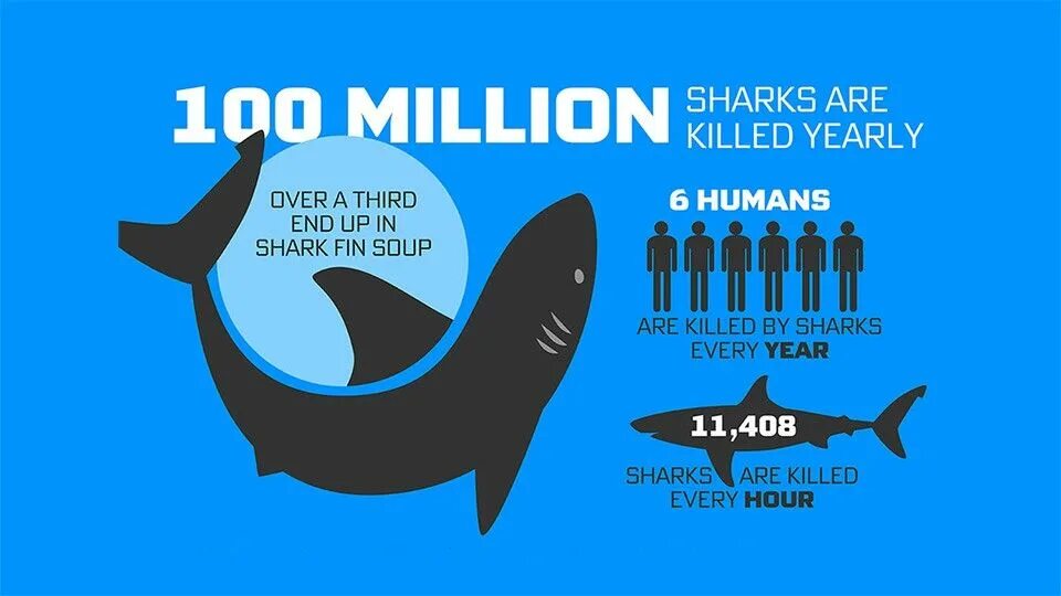 Статистика нападения акул. Акула инфографика. Сколько людей убивают акулы.