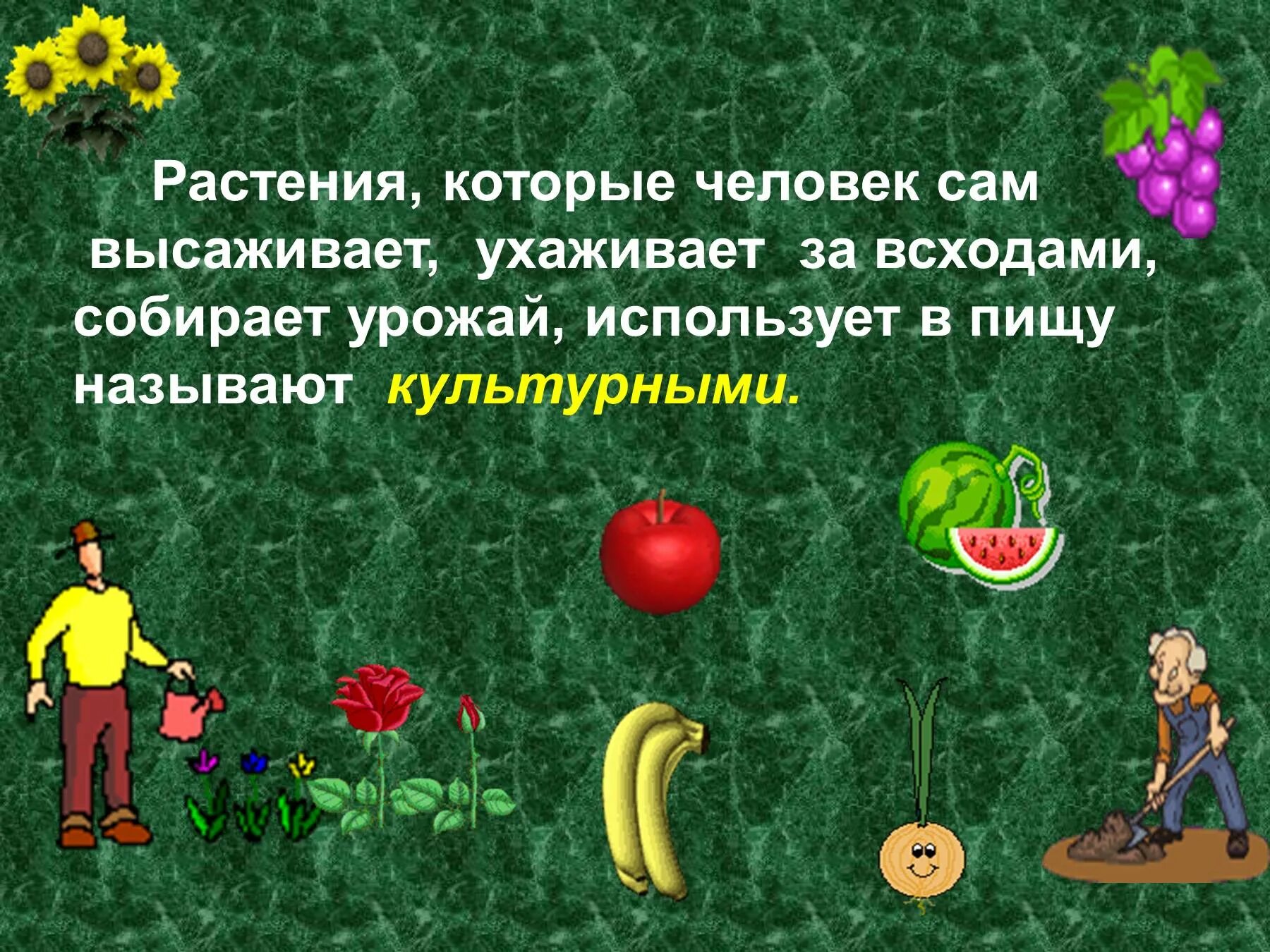 Значение культурных растений в жизни человека 7. Культурные растения. Многообразие культурных растений. Культурные растения презентация. Интересные культурные растения.