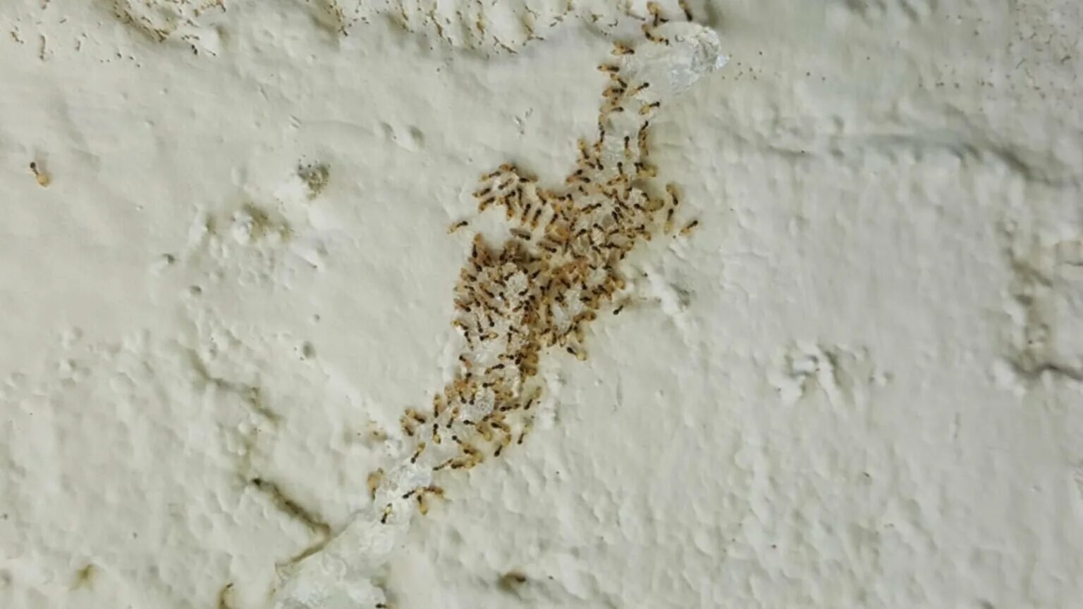 Средство от жучков на кухне