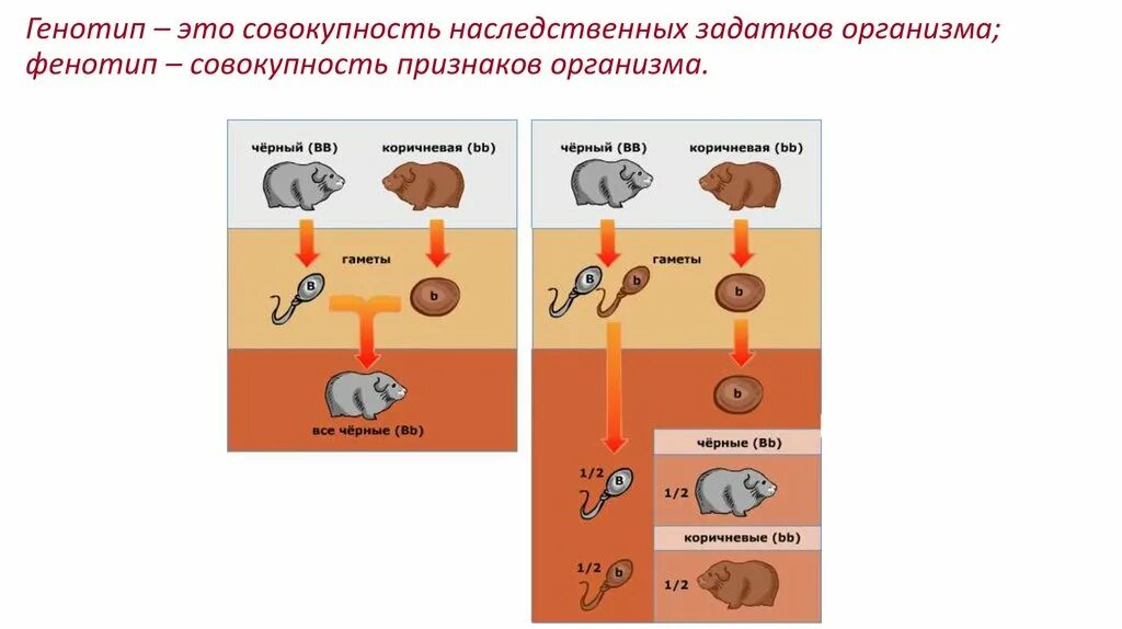 Генотип друзей. Совокупность наследственных задатков организма это. Совокупность наследственных признаков это. Генотип это совокупность. Совокупность всех наследственных задатков клетки или организма это.