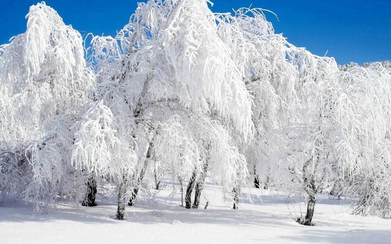 Березки лед. Снежная зима. Деревья в снегу. Заснеженные деревья. Красивая зима.
