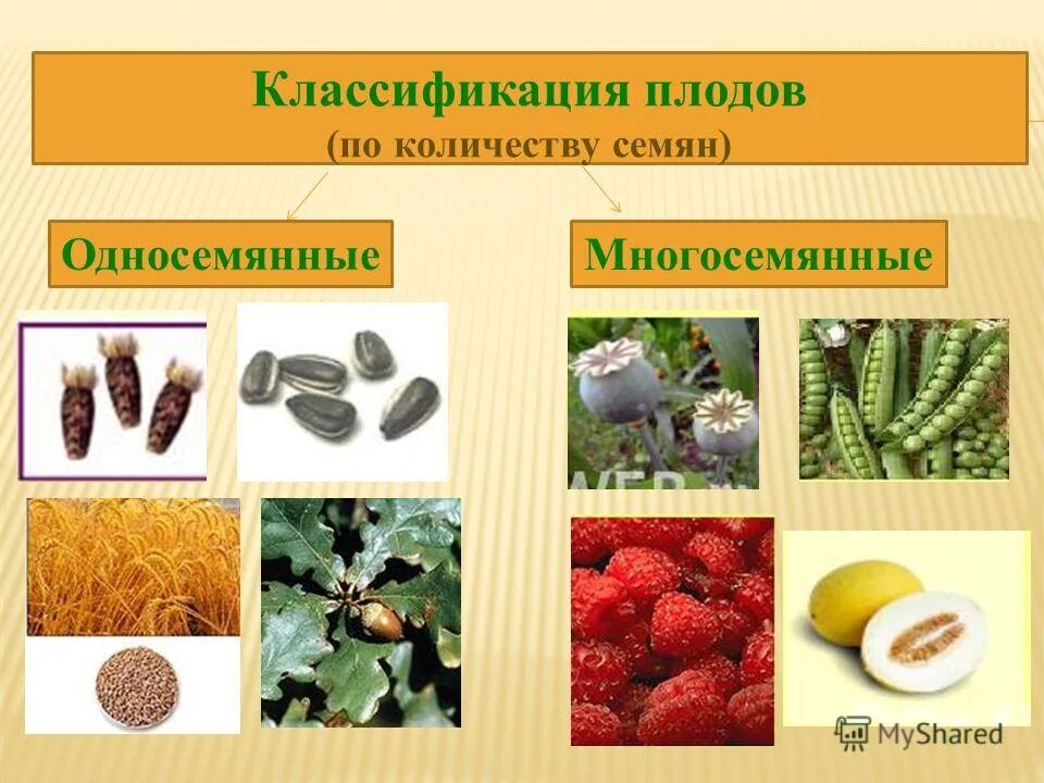 невскрывающиеся плоды примеры. зерновка односемянный или многосемянный. односемянные плоды сухие плоды. плод односемянный или многосемянный. рдносеменные много семенный плоды.