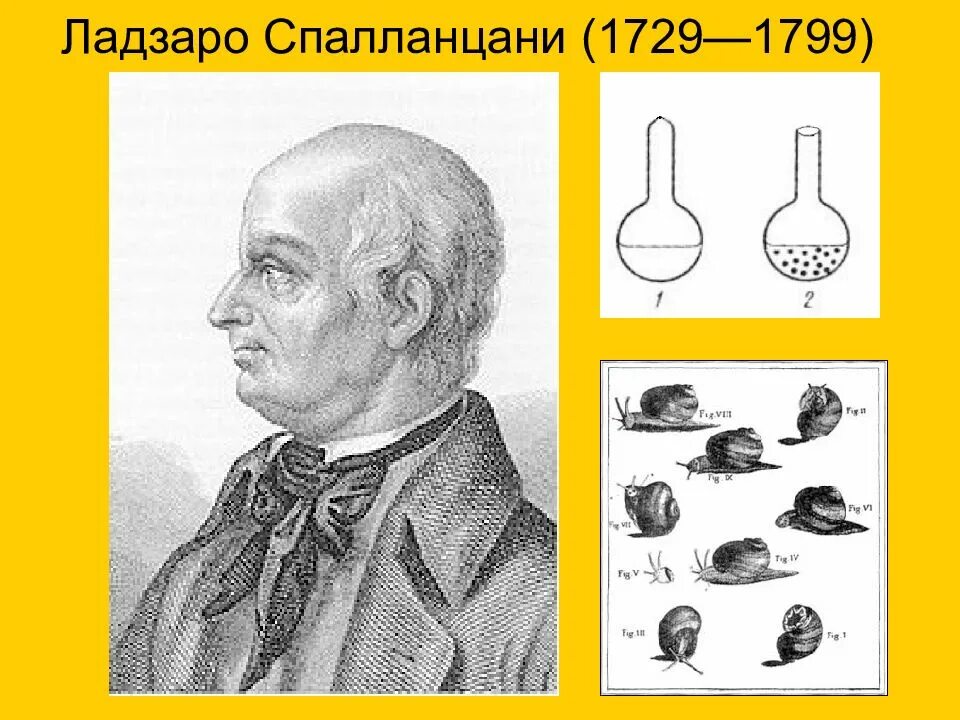 Биология в эпоху возрождения. Ладзаро Спалланцани. Аббат Ладзаро Спалланцани. Ладзаро Спалланцани (1729-1799). Опыт Лаццаро Спалланцани.