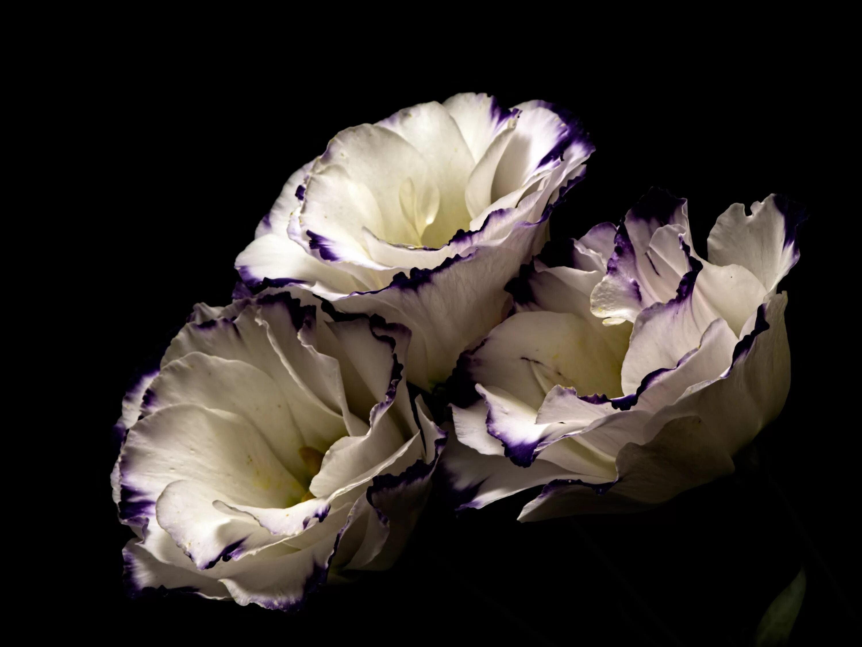 wedding flowers mauve Pale Pink #weddingflowerbouquets Fresia flower, Flower bou