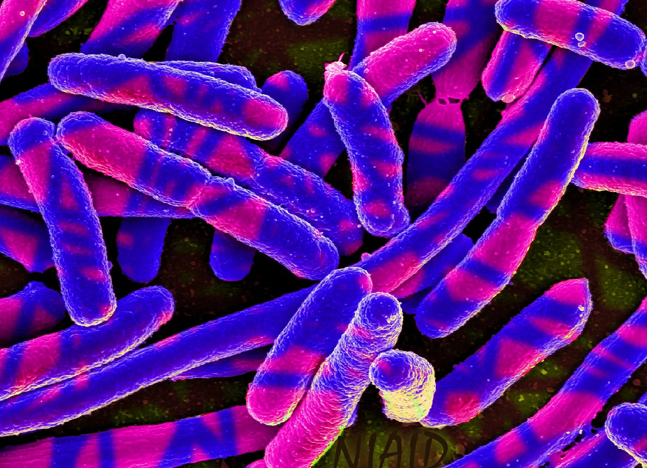 Термофильные бациллы. Хорошие бактерии. Красивые бактерии. Фотографии бактерий.