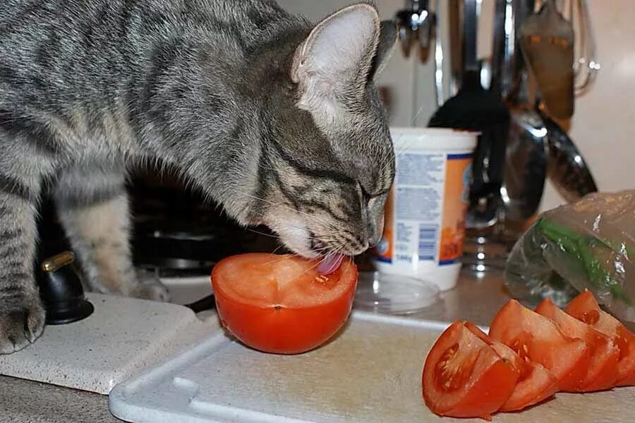 Не люблю и не ем овощи. Кошка кушает. Кошка кушает овощи. Коты и помидоры. Еда для кошек.