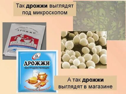 Рыбные дрожжи