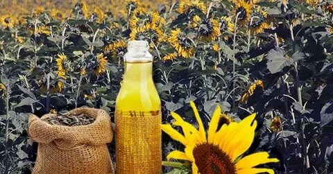 Урожайность подсолнечника 2024 в краснодарском крае