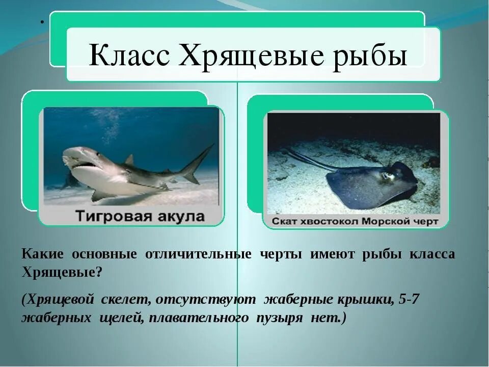 значение хрящевых и костных рыб