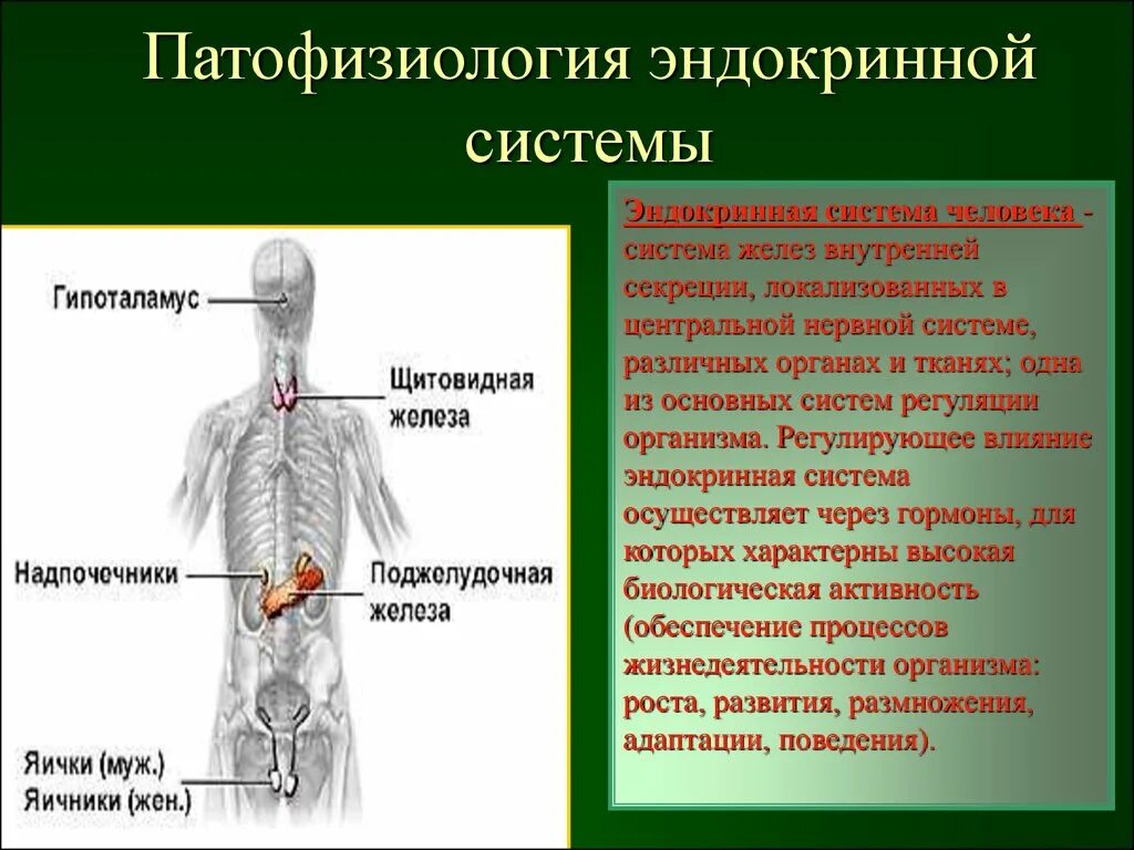 Эндокринная система железы секреции. Функции эндокринная система железы внутренней секреции. Функции эндокринной системы патфиз. Патофизиология нервной и эндокринной систем.