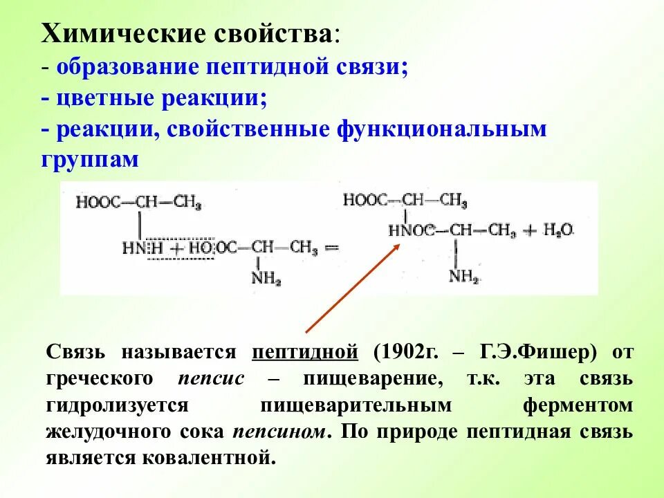 Реакция образования пептида белка. Аминокислоты образование пептидной связи. Химические свойства аминокислот образование пептидной связи. Химическая реакция пептидной связи. Образец дипептида природного