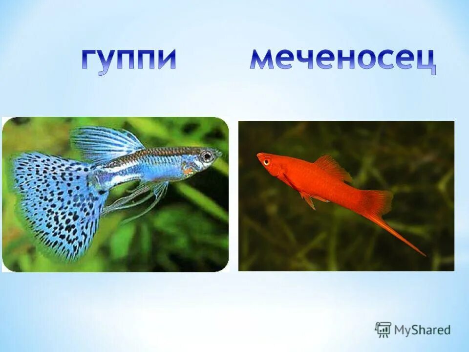 Какие рыбы обитают в аквариуме. Меченосец рыбка гуппи. гуппи меченосцы. гупешки меченосцы. меченосцы и гуппи в одном аквариуме.