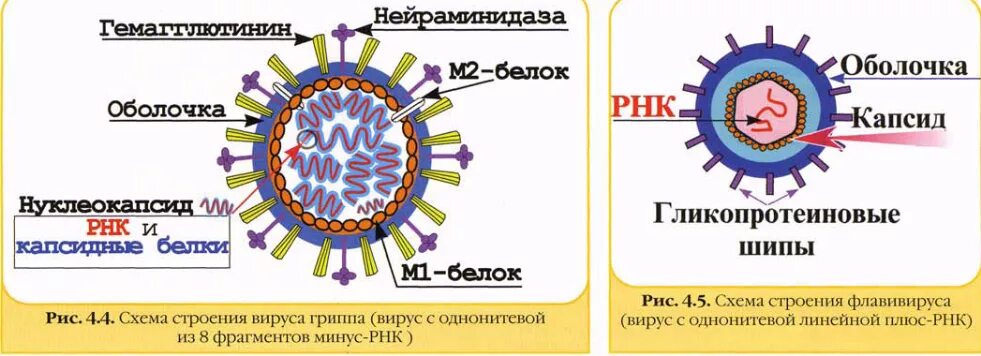 Антигены вируса гриппа типа а. Антигенная структура вирусов микробиология. структура вируса гриппа микробиология. антигенная структура вируса гриппа. антигены вируса гриппа микробиология.