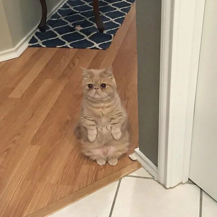 Стоящий котенок мем. Смешные котята. Стоящий котенок мем. Котенок стоит на задних лапах. Смешные котята.