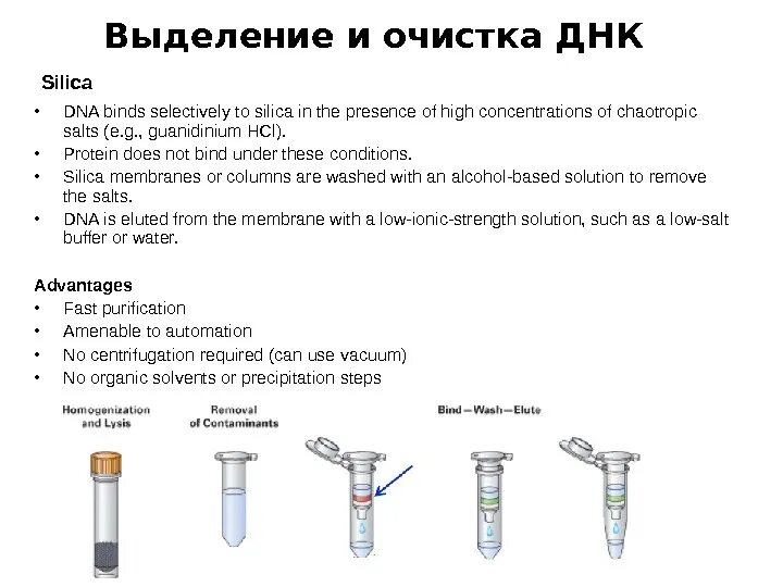 Выделение ДНК схема. Методы выделения ДНК из биологического материала. Методика выделения ДНК Boodram это. Этапы выделения ДНК. Процесс выделения днк