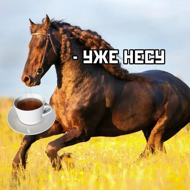 Конь чаю. Конь чаю Мем. Смешная лошадь. Лошадь с чаем.
