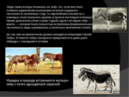 Ученые фенологи утверждают что весной появляются зебры