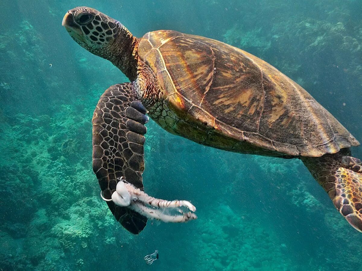 Виды морских черепах. Черепаха бисса (каретта). Виды морских черепах. Морская черепаха бисса настоящая каретта. Морская черепаха морская черепаха.