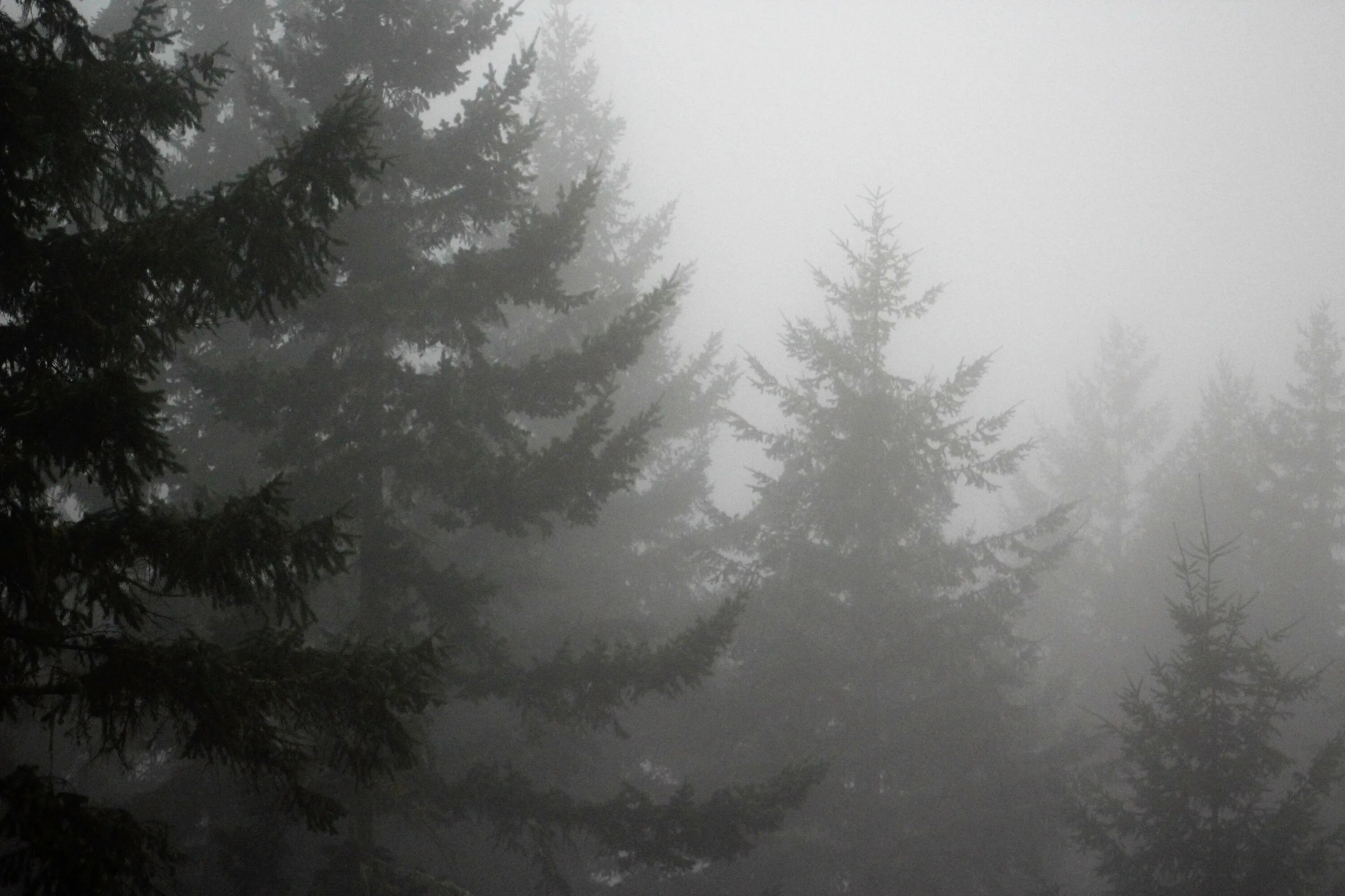 елки в тумане. труднопроходимый хвойный лес. еловый лес. ели туман. елки в тумане.