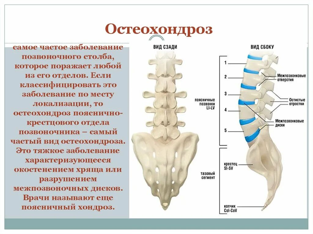 Крестовой отдел позвоночника. Пояснично-крестцовый отдел позвоночника строение. 4 Пояснично-крестцового отдела позвоночника. Строение крестца и поясничного отдела. Позвонки пояснично крестцового отдела.