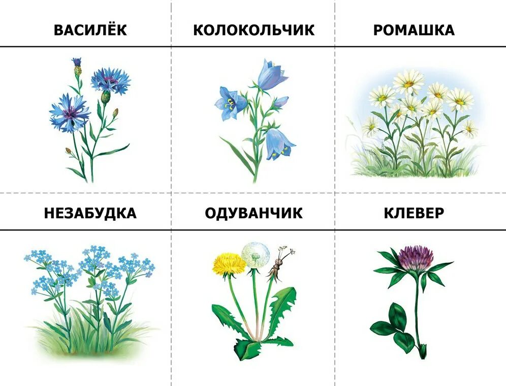 Полевые цветы названия. Названия цветов для дошкольников. Травянистые растения для дошкольников. Полевые цветы для детей.