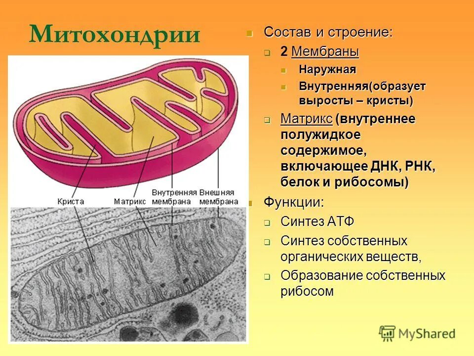Двухмембранные. Молекула атф в митохондрии. Митохондрии строение и функции эукариотической клетки. Функции митохондрии в клетке. Наружная мембрана матрикс кристы.