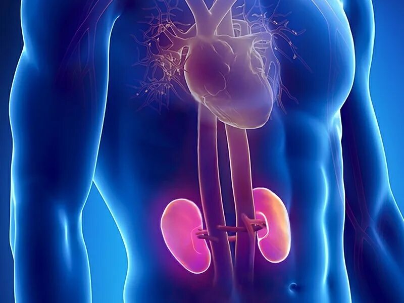 Гематоксилин вейгерта окраска. Мочеполовая система человека схема. Простата почки. Строение мужской мочеполовой системы анатомия женщина. Простата почки.