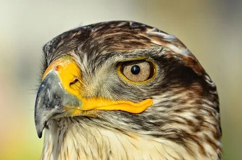 Hawk eye