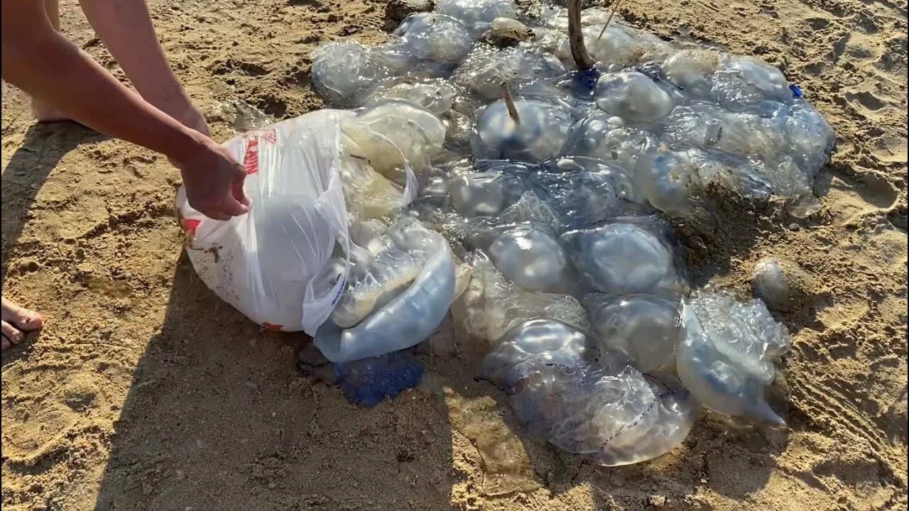 Анапа море нашествие медуз. Море витязево 2023. Нашествие медуз в анапе 2024. Медуза в анапе коричневая. Мыс тарханкут медузы.