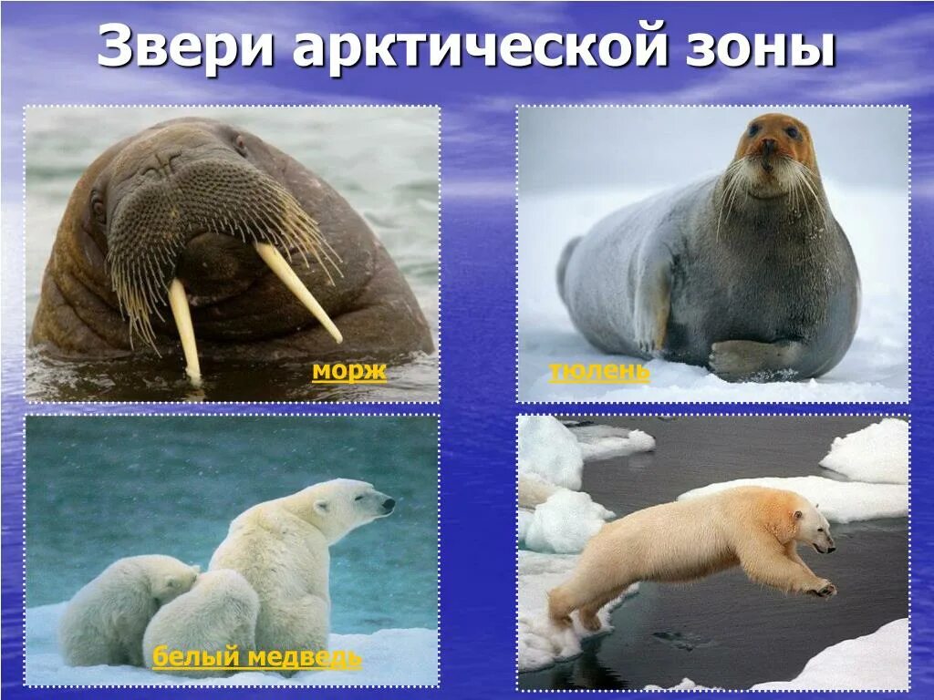 Белый медведь морж и тюлень природная зона. Тюлени моржи морские котики арктической пустыни. Животные зоны арктических пустынь 4 класс. Обитатели арктической пустыни. Обитатели арктической зоны.