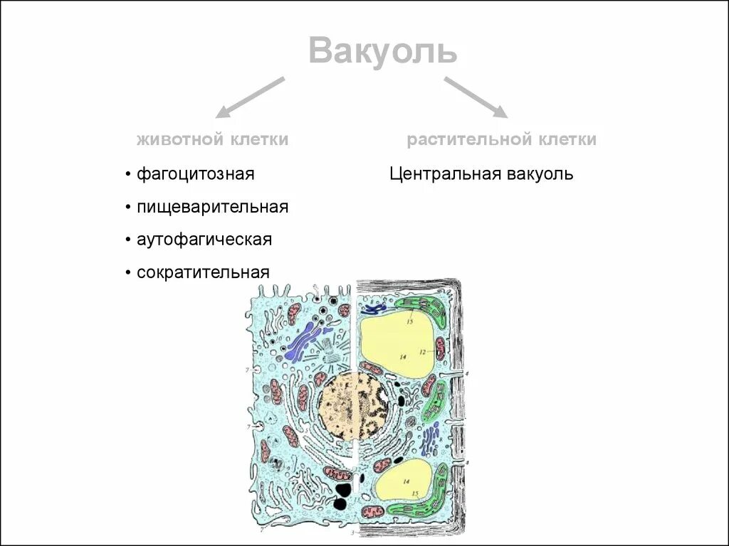 Какого строение вакуолей. Вакуоль строение и функции. пищеварительные вакуоли растительной клетки.