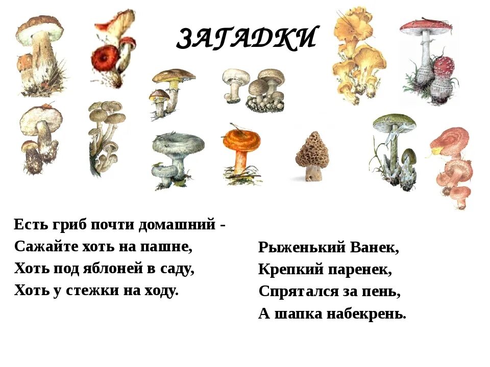 Со скольки можно давать грибы ребенку. Грибы детям с какого возраста. с какого возраста можно есть грибы детям. до какого возраста нельзя грибы детям. во сколько лет можно есть грибы детям.