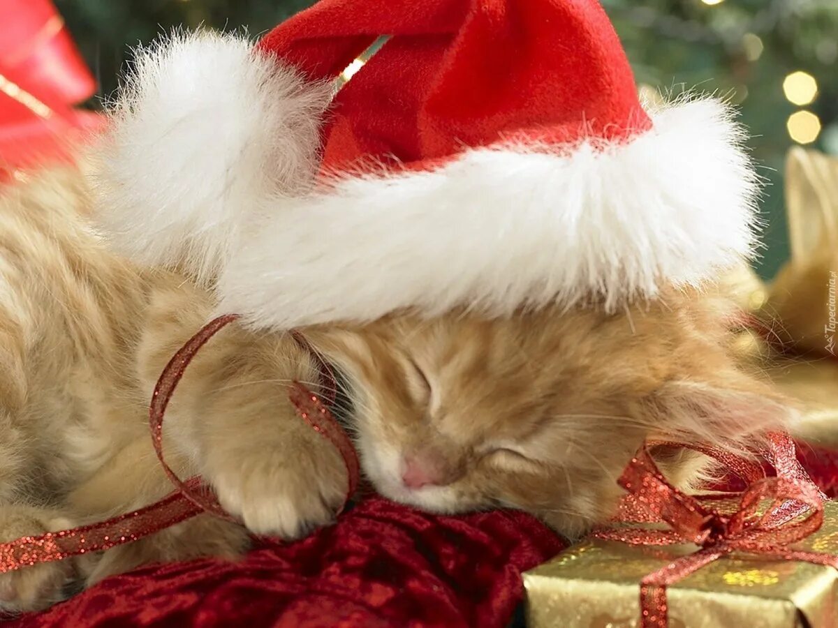 Новогодний котик. Новый год коты. Котята новый год. С новым годом котенок. Новогодние котята.